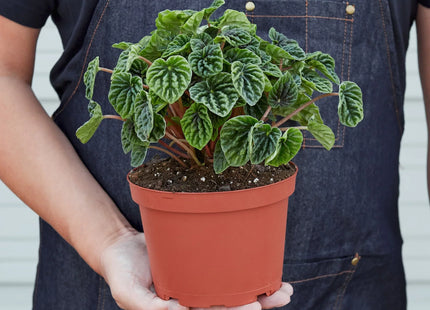 Peperomia 'Ripple'