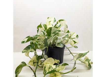 Pothos Manjula