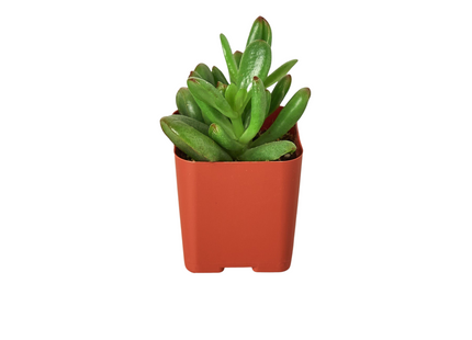3" Tropical Plant Variety Bundle