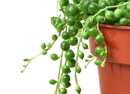 Succulent 'String of Pearls'