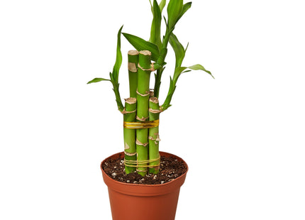 Dracaena 'Lucky Bamboo'