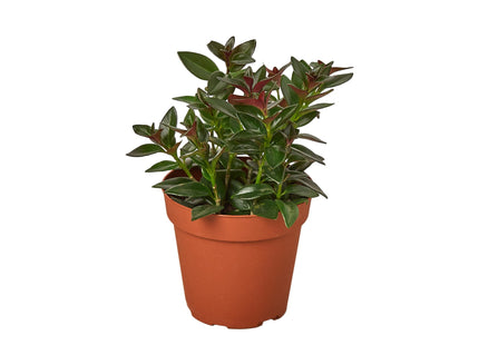 Nematanthus Black Goldfish Plant