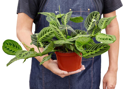Maranta 'Lemon Lime'