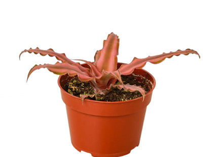 Cryptanthus 'Pink Star' - 4" Pot