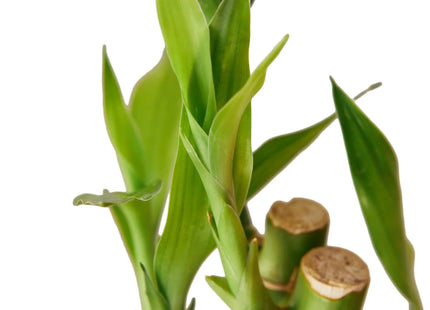 Dracaena 'Lucky Bamboo'