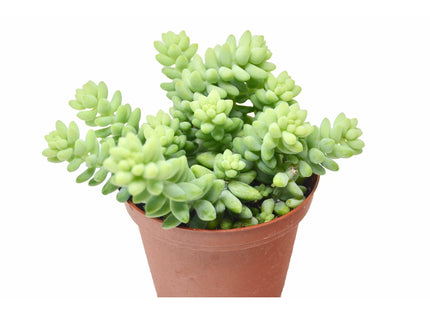 Sedum 'White Stone Crop' Succulent