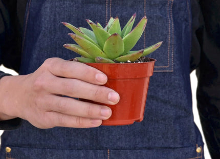 Lipstick Echeveria
