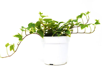 English Ivy 'Eva'