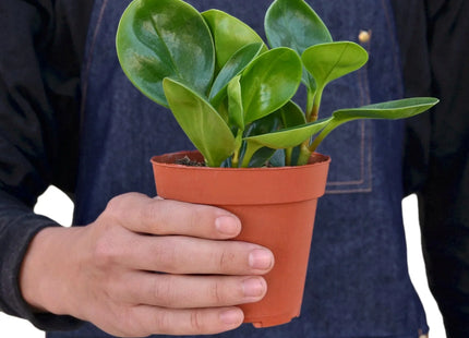 Peperomia Thailand