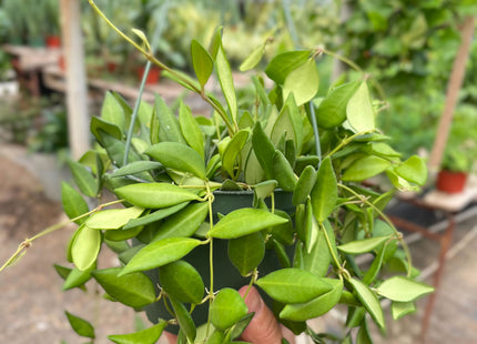 Hoya 'Burtoniae'