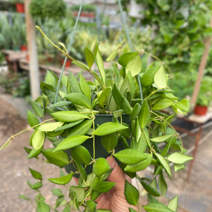 Hoya 'Burtoniae'