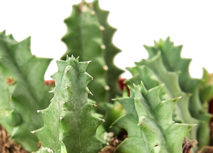 Lifesaver Cactus