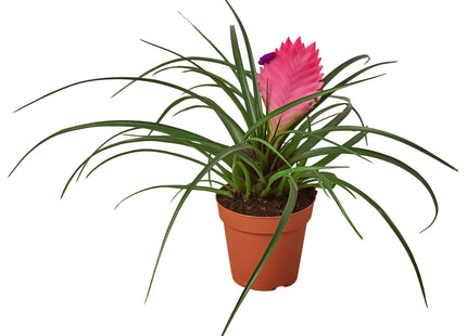 Bromeliad Cyanea 'Pink Quill'