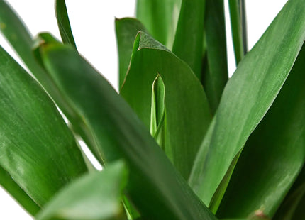 Cordyline Glauca