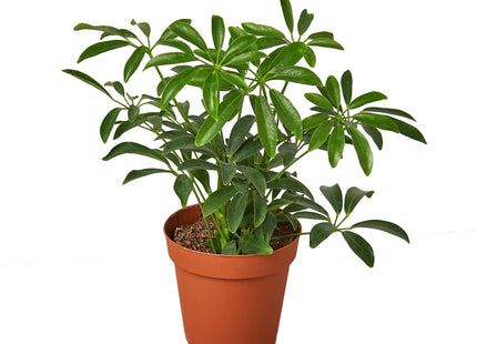 Schefflera Arboricola 'Umbrella'
