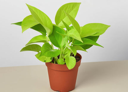 Pothos 'Neon'