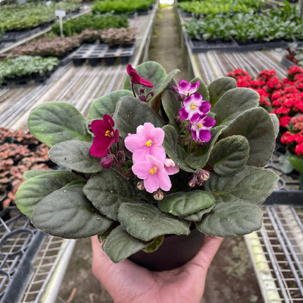 African Violet