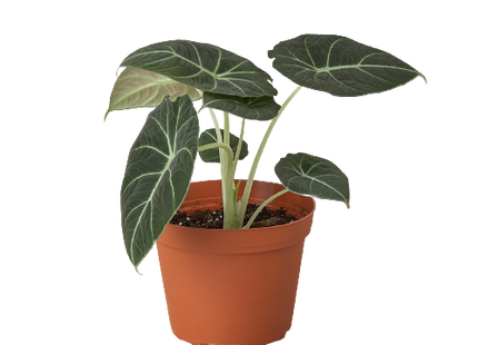 Alocasia Reginula 'Black Velvet'