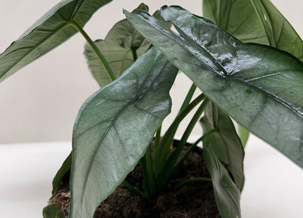 Alocasia 'Dragons Breath'