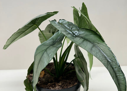 Alocasia 'Dragons Breath'