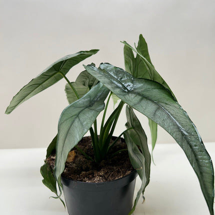 Alocasia 'Dragons Breath'
