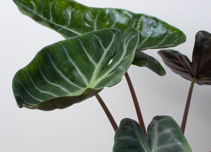 Alocasia 'Ebony'