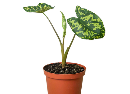 Alocasia 'Hilo Beauty'