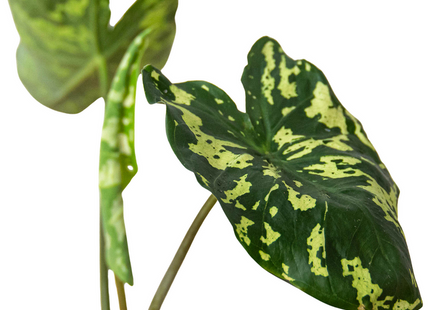 Alocasia 'Hilo Beauty'