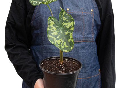 Alocasia 'Hilo Beauty'