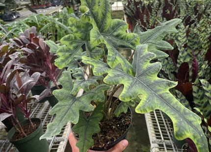 Alocasia 'Jacklyn'