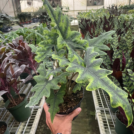 Alocasia 'Jacklyn'