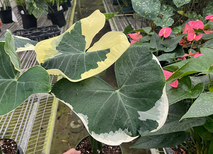 Alocasia 'Mickey Mouse' (Xanthosoma sagittifolium 'Variegatum Monstrosum')