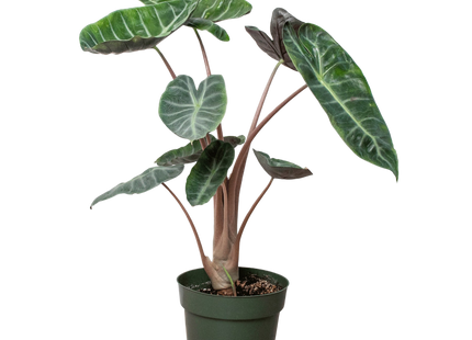 Alocasia Pink Dragon