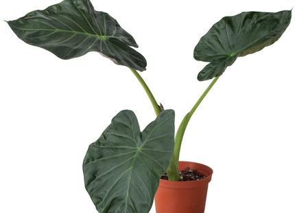 Alocasia 'Regal Shields'