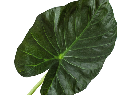 Alocasia 'Regal Shields'