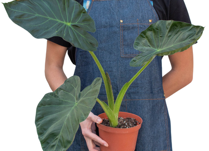 Alocasia 'Regal Shields'
