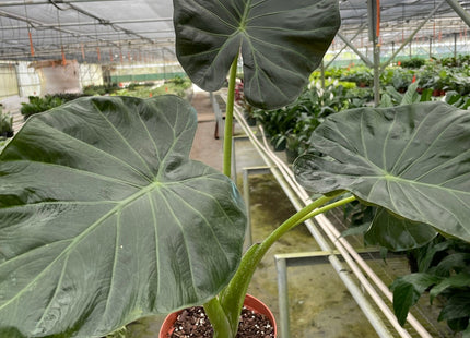 Alocasia 'Regal Shields'