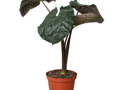 Alocasia 'Serendipity'