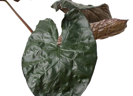 Alocasia 'Serendipity'