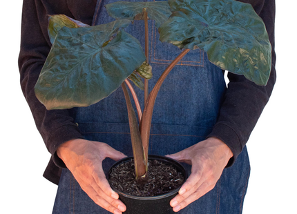 Alocasia 'Serendipity'