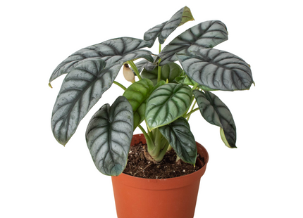 Alocasia Silver Dragon