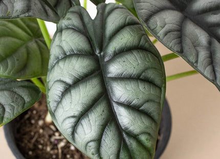 Alocasia Silver Dragon