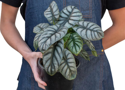 Alocasia Silver Dragon