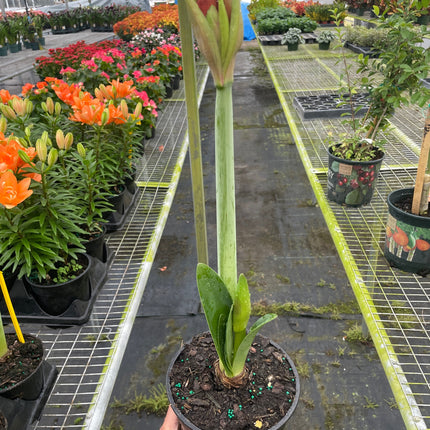 Amaryllis 'Red/White' | Live Plant for Indoor & Outdoor | House Plant Decor