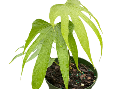 Anthurium Fingers