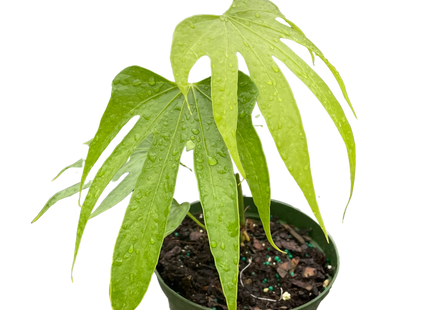 Anthurium Fingers