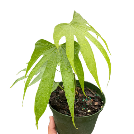 Anthurium Fingers