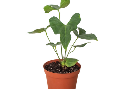Anthurium 'Lacy Plant'