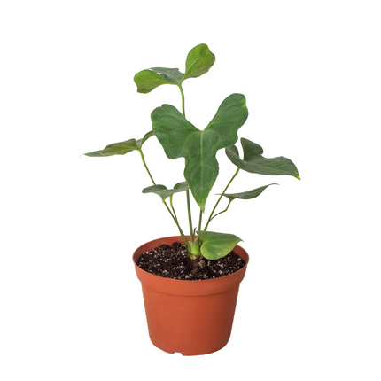 Anthurium 'Lacy Plant' | Live Plant for Indoor & Outdoor | House Plant Decor