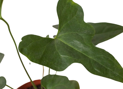 Anthurium 'Lacy Plant'